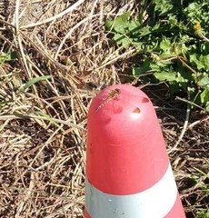 Sympetrum infuscatum