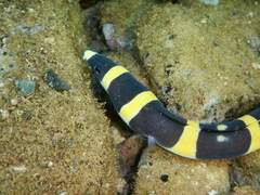 Leiuranus versicolor