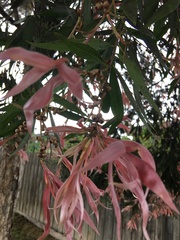 Callistemon