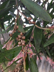 Callistemon