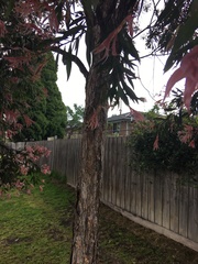 Callistemon