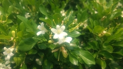 Murraya paniculata paniculata