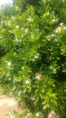 Murraya paniculata paniculata