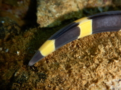 Leiuranus versicolor