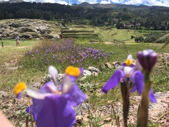 Hesperoxiphion herrerae