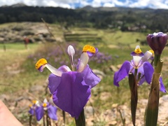 Hesperoxiphion herrerae