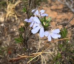 Scaevola linearis