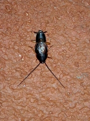 Myrmecoblatta hebardi