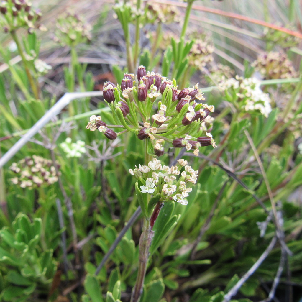 Niphogeton cleefii
