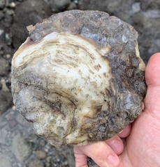 Striostrea prismatica