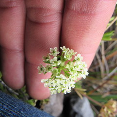 Niphogeton cleefii