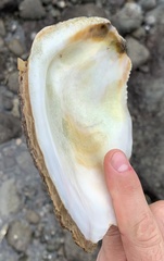 Striostrea prismatica