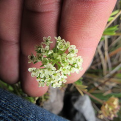 Niphogeton cleefii