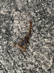Centruroides vittatus