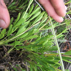 Niphogeton cleefii