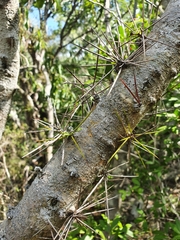 Vachellia cucuyo, photograph Yolanda M. Leon, CC0, iNaturalist via GBIF