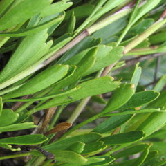 Niphogeton cleefii