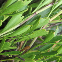 Niphogeton cleefii