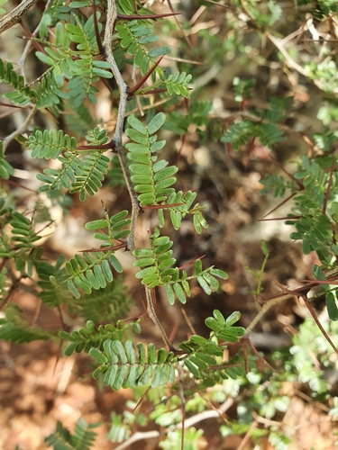 Vachellia cucuyo, photograph 4