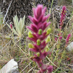 Neobartsia ramosa