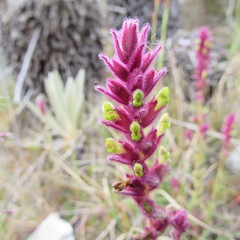 Neobartsia ramosa