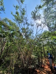 Vachellia cucuyo, photograph Yolanda M. Leon, CC0, iNaturalist via GBIF