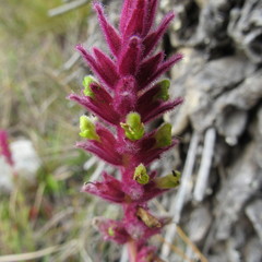 Neobartsia ramosa