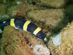 Leiuranus versicolor