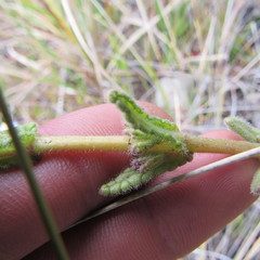 Neobartsia ramosa
