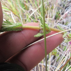 Neobartsia ramosa