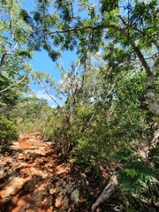 Vachellia cucuyo, photograph Yolanda M. Leon, CC0, iNaturalist via GBIF