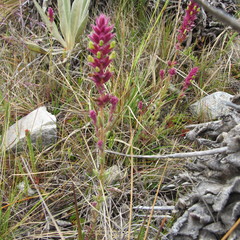 Neobartsia ramosa