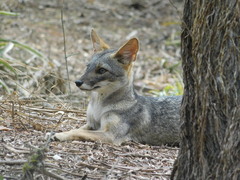 Lycalopex sechurae