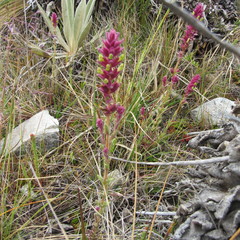 Neobartsia ramosa