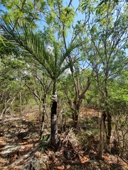 Pseudophoenix ekmanii