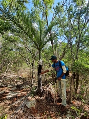 Pseudophoenix ekmanii