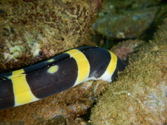 Leiuranus versicolor