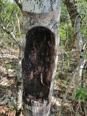 Pseudophoenix ekmanii