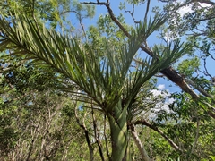 Pseudophoenix ekmanii