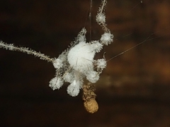 Engyodontium aranearum