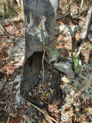 Pseudophoenix ekmanii