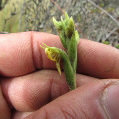 Pterichis habenarioides