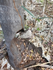 Pseudophoenix ekmanii