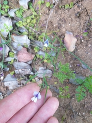 Lathyrus berteroanus