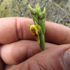 Pterichis habenarioides
