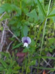 Lathyrus berteroanus