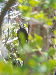 Dryocopus pileatus image