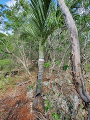 Pseudophoenix ekmanii