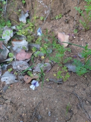 Lathyrus berteroanus