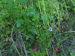 Lathyrus berteroanus